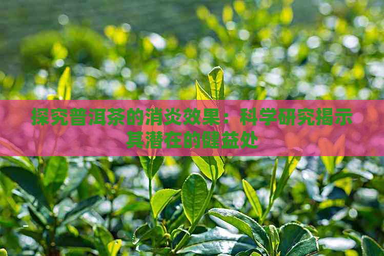 探究普洱茶的消炎效果：科学研究揭示其潜在的健益处