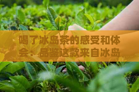 喝了冰岛茶的感受和体会：品鉴这款来自冰岛的独特茶香，感受大自然的馈赠