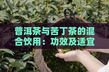 普洱茶与苦丁茶的混合饮用：功效及适宜性解析