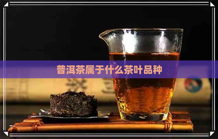 普洱茶属于什么茶叶品种