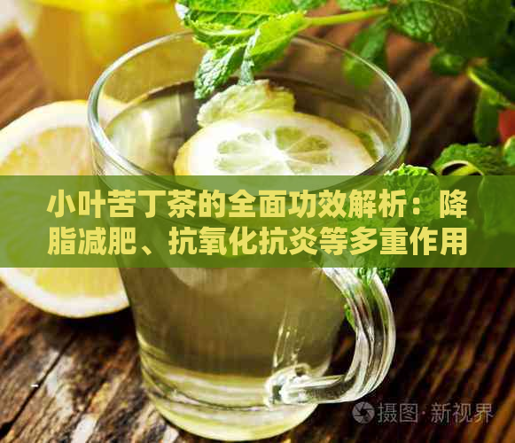 小叶苦丁茶的全面功效解析：降脂减肥、抗氧化抗炎等多重作用