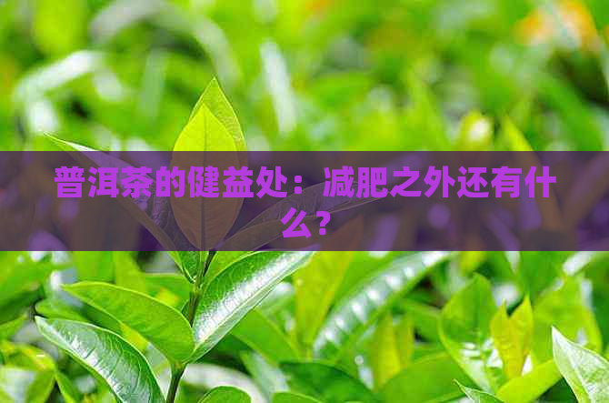 普洱茶的健益处：减肥之外还有什么？