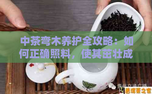 中茶弯木养护全攻略：如何正确照料，使其茁壮成长？