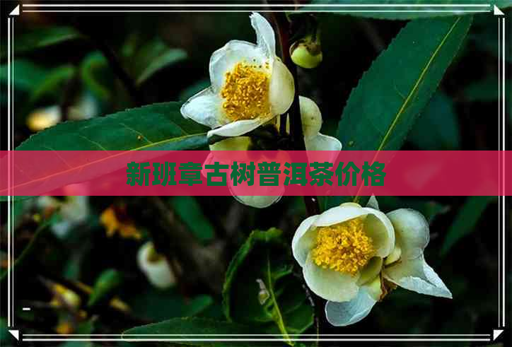 新班章古树普洱茶价格