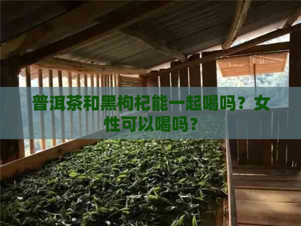 普洱茶和黑枸杞能一起喝吗？女性可以喝吗？