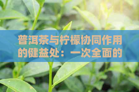 普洱茶与柠檬协同作用的健益处：一次全面的解读