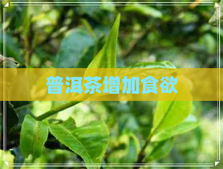 普洱茶增加食欲