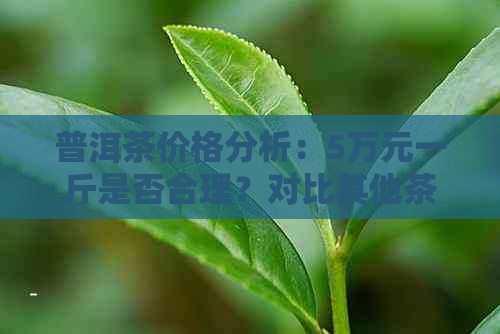 普洱茶价格分析：5万元一斤是否合理？对比其他茶叶品种和品质因素