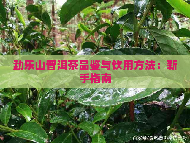 勐乐山普洱茶品鉴与饮用方法：新手指南