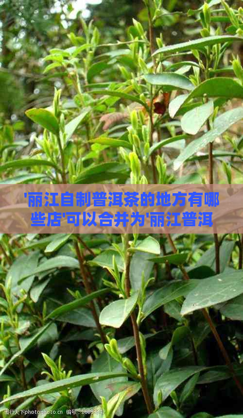 '丽江自制普洱茶的地方有哪些店'可以合并为'丽江普洱茶自制店铺汇总'。