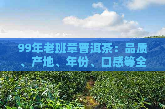 99年老班章普洱茶：品质、产地、年份、口感等全方位解析与品鉴指南