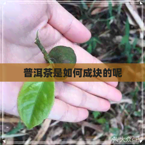 普洱茶是如何成块的呢