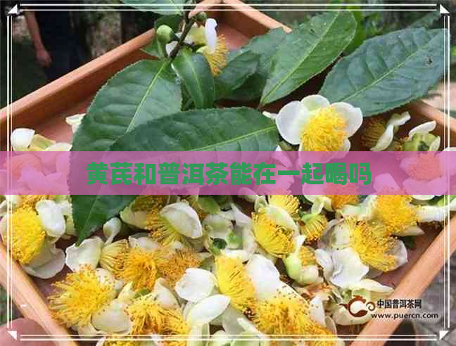 黄芪和普洱茶能在一起喝吗