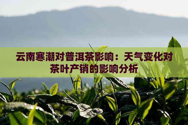 云南寒潮对普洱茶影响：天气变化对茶叶产销的影响分析