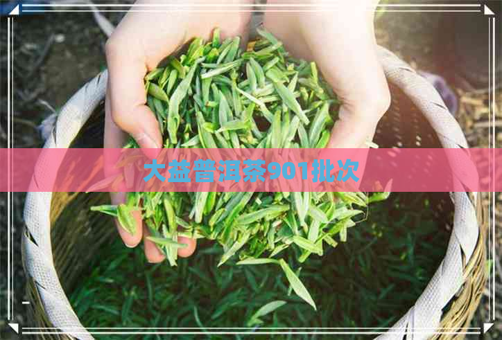 大益普洱茶901批次