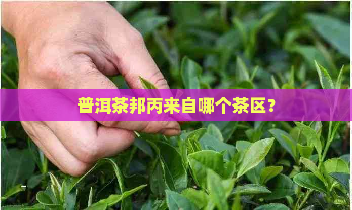 普洱茶邦丙来自哪个茶区？