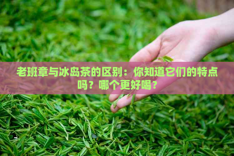 老班章与冰岛茶的区别：你知道它们的特点吗？哪个更好喝？