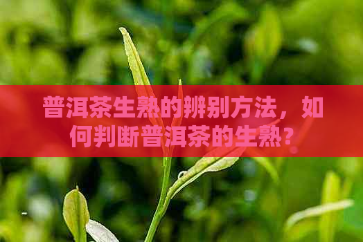 普洱茶生熟的辨别方法，如何判断普洱茶的生熟？