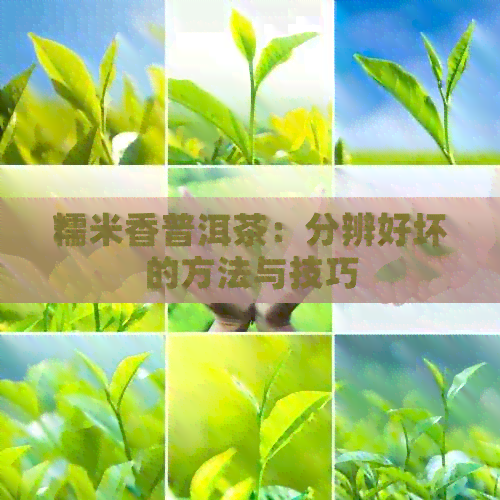 糯米香普洱茶：分辨好坏的方法与技巧