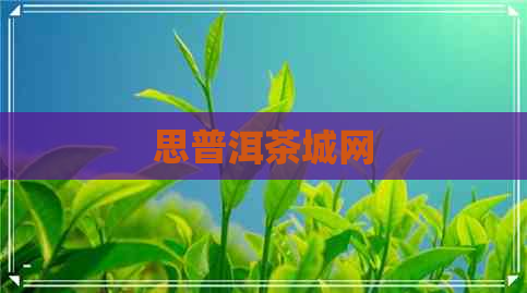 思普洱茶城网