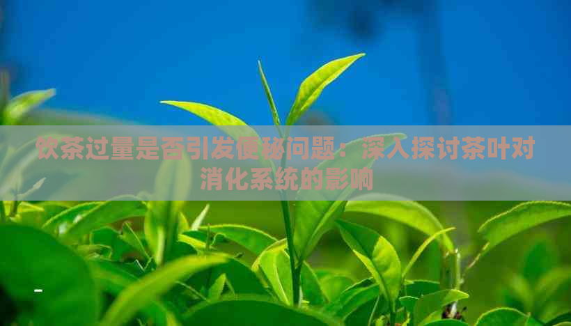 饮茶过量是否引发便秘问题：深入探讨茶叶对消化系统的影响