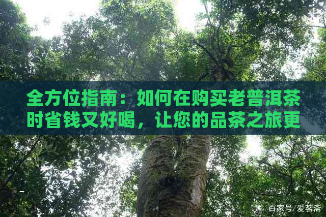 全方位指南：如何在购买老普洱茶时省钱又好喝，让您的品茶之旅更完美