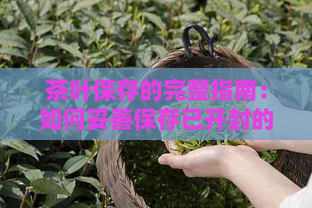 茶叶保存的完整指南：如何妥善保存已开封的茶叶以保持其品质与风味