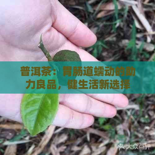 普洱茶：胃肠道蠕动的助力良品，健生活新选择