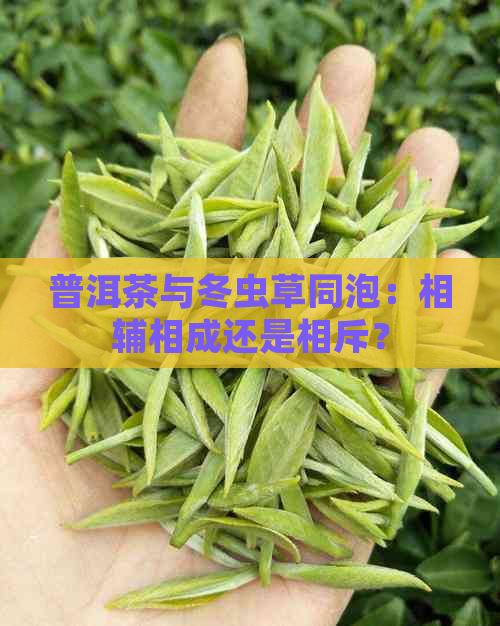 普洱茶与冬虫草同泡：相辅相成还是相斥？