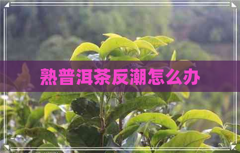 熟普洱茶反潮怎么办