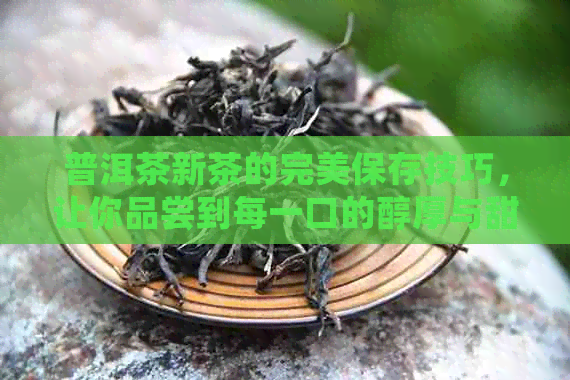 普洱茶新茶的完美保存技巧，让你品尝到每一口的醇厚与甜