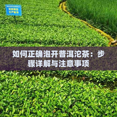 如何正确泡开普洱沱茶：步骤详解与注意事项