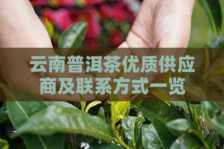 云南普洱茶优质供应商及联系方式一览