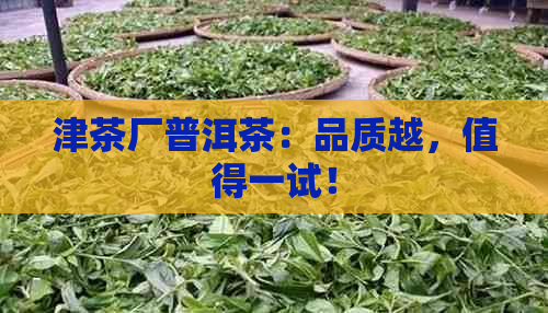 津茶厂普洱茶：品质越，值得一试！