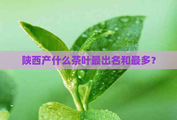 陕西产什么茶叶最出名和最多？