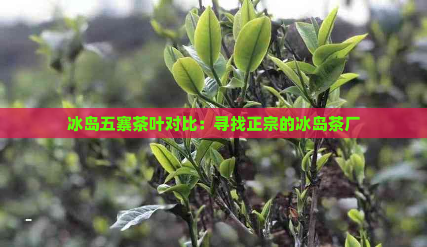 冰岛五寨茶叶对比：寻找正宗的冰岛茶厂