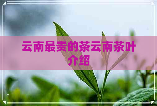 云南最贵的茶云南茶叶介绍