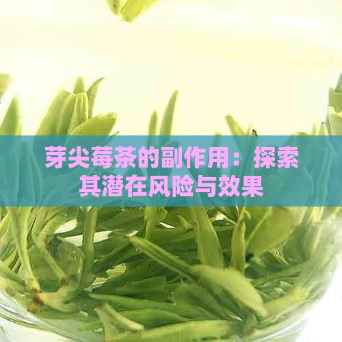 芽尖莓茶的副作用：探索其潜在风险与效果