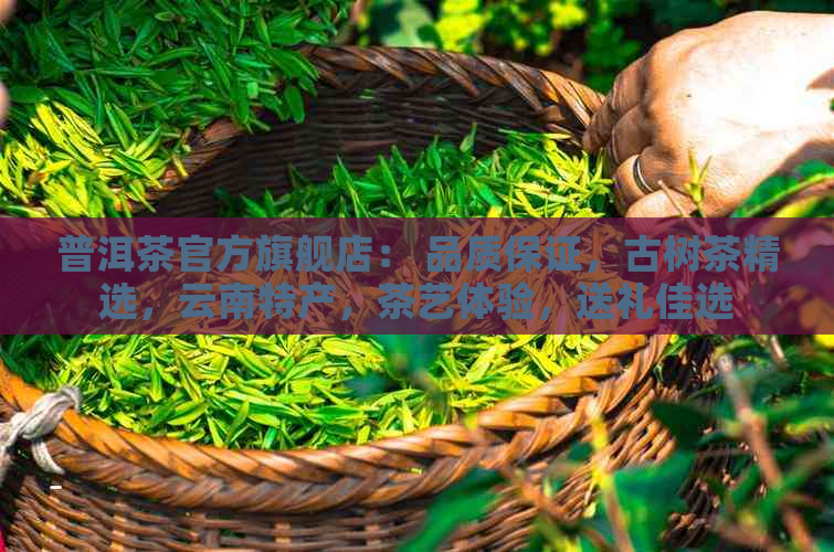 普洱茶官方旗舰店： 品质保证，古树茶精选，云南特产，茶艺体验，送礼佳选