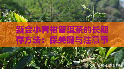 新会小青柑普洱茶的长期存方法：保关键与注意事项