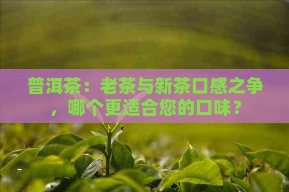 普洱茶：老茶与新茶口感之争，哪个更适合您的口味？