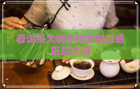 普洱茶大树小树古树口感区别大吗