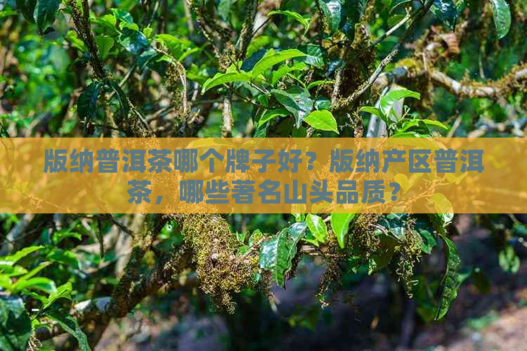 版纳普洱茶哪个牌子好？版纳产区普洱茶，哪些著名山头品质？