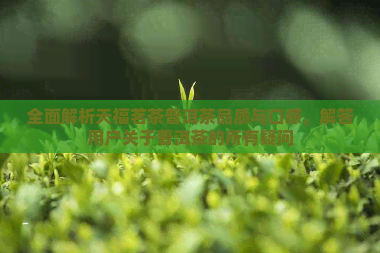 全面解析天福茗茶普洱茶品质与口感，解答用户关于普洱茶的所有疑问