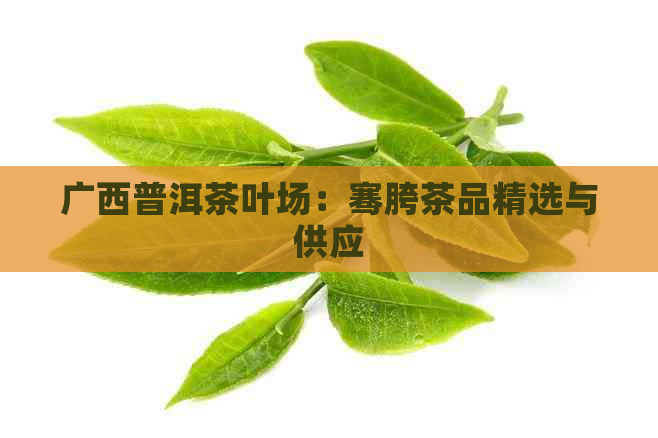 广西普洱茶叶场：骞胯茶品精选与供应