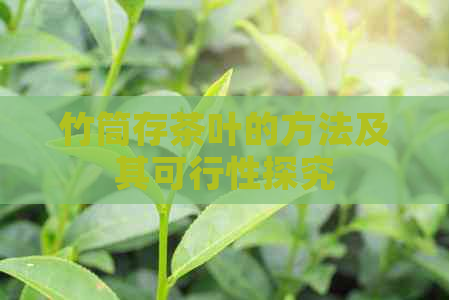 竹筒存茶叶的方法及其可行性探究