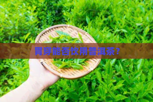 胃穿能否饮用普洱茶？