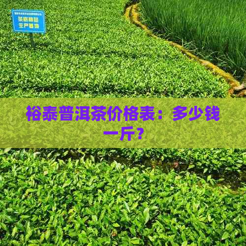 裕泰普洱茶价格表：多少钱一斤？