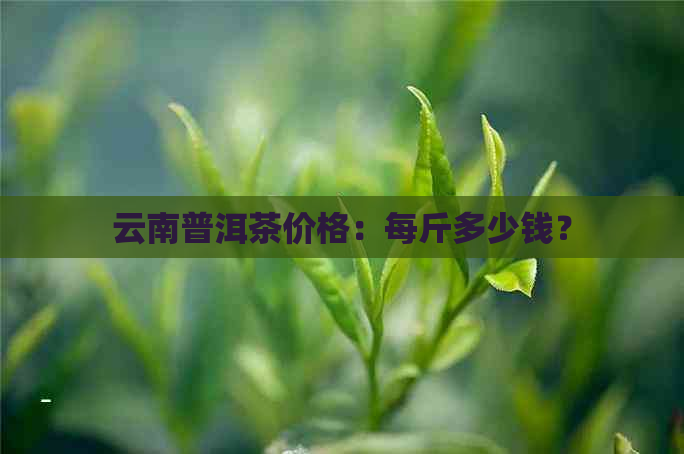 云南普洱茶价格：每斤多少钱？