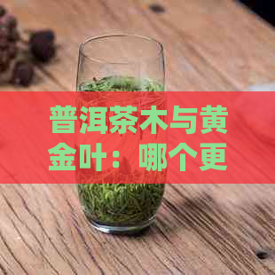 普洱茶木与黄金叶：哪个更好喝？